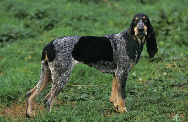 Cazador Gascones Azul Perro Parado Sobre Hierba —  Fotos de Stock