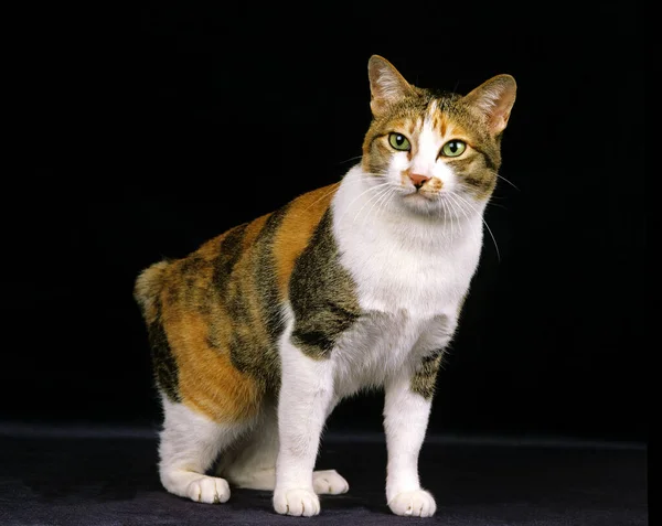 Japanese Bobtail Domestic Cat Чёрном Фоне — стоковое фото