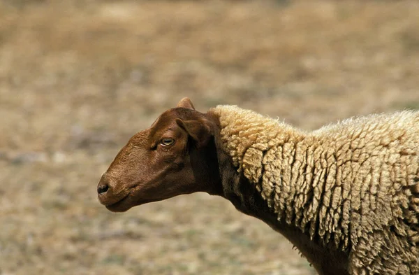 ソルグノー国内の羊フランスの品種Ewe — ストック写真