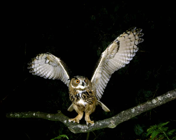 Búho Águila Europea Bubo Bubo Adulto Despegando Rama —  Fotos de Stock