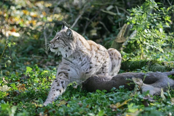 Európai Lynx Felis Lynx Felnőtt Egy Kill Roe Deer — Stock Fotó