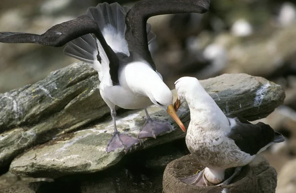 Albatros Tête Noire Diomedea Melanophris Paire Nid Avec Oeuf Passage — Photo