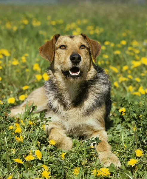 Mężczyzna Pies Układanie Mniszek Lekarski Kwiaty — Zdjęcie stockowe