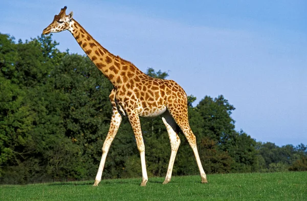 Giraffa Rothschild Giraffa Camelopardalis Rothschildi — Foto Stock