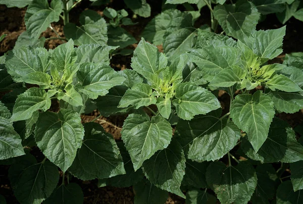 Solros Helianthus Naturlig Bakgrund — Stockfoto