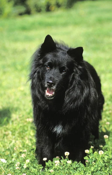 Sveç Lapphund Otların Üzerinde Duran Köpek — Stok fotoğraf