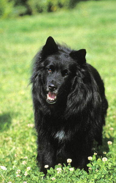 Swedish Lapphund, Dog standing on Grass   