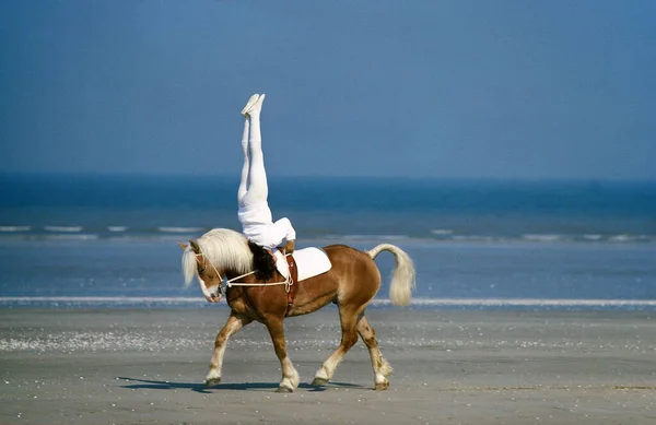 Teenager Mounted Gymnastics Voltige Haflinger Horse Deauville France — Stock Photo, Image