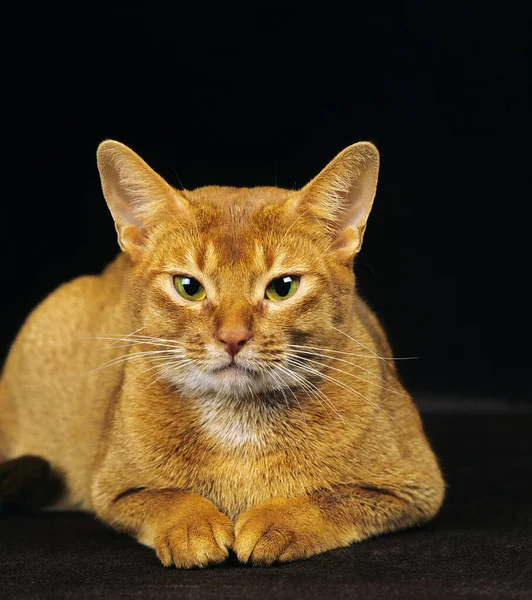 Red Abyssinian Domestic Cat Posa Sfondo Nero — Foto Stock