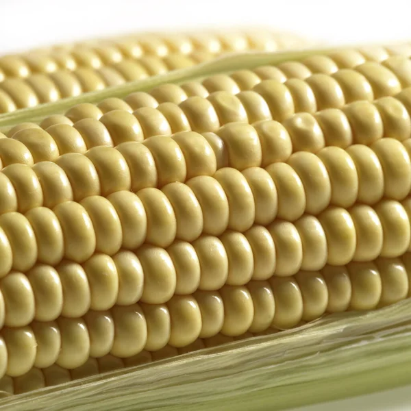 Mısır koçanı, zea mays karşı Beyaz Arkaplan 