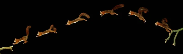 Esquilo Vermelho Sciurus Vulgaris Salto Masculino Sequência Movimento — Fotografia de Stock