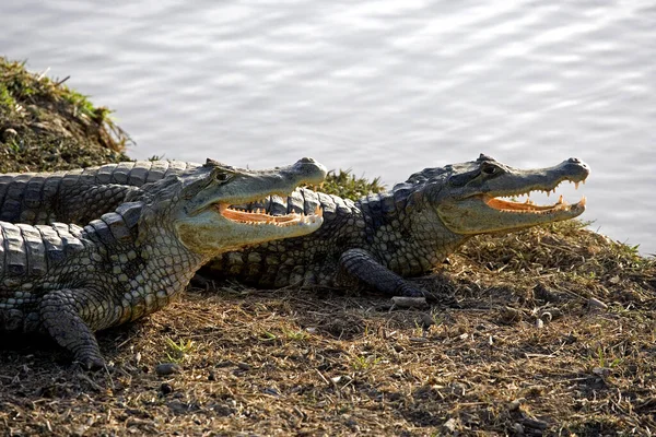 Caiman Espetacular Crocodilo Caiman Com Boca Aberta Regulando Temperatura Corpo — Fotografia de Stock