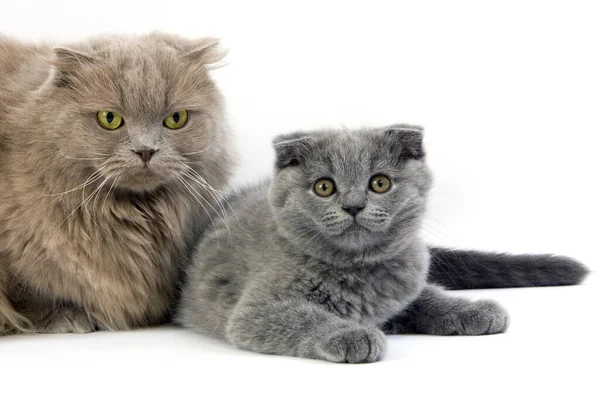 Lilac Self Highland Fold Lilac Self Scottish Fold Gato Doméstico —  Fotos de Stock