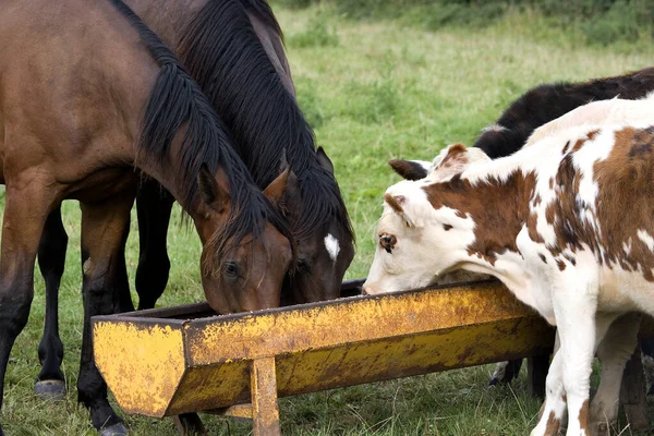 Cavalo Trote Francês Vaca Normandia Gado Doméstico — Fotografia de Stock