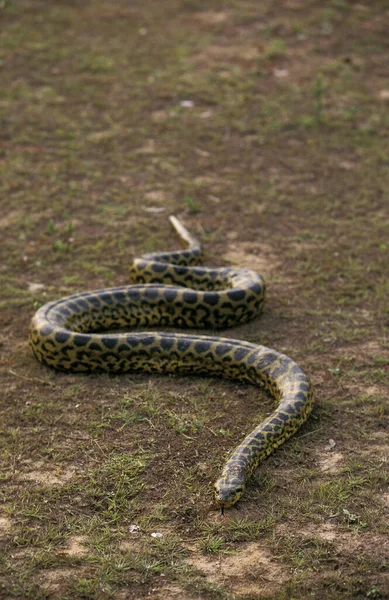 Gröna Anaconda Eunectes Murinus Pantanal Brasilien — Stockfoto