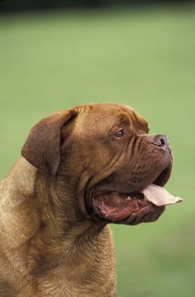 Bordeaux Mastiff Dog Portré Felnőtt Nyelvvel Out — Stock Fotó