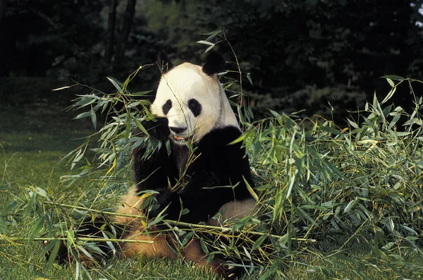 Óriás Panda Ailuropoda Melanoleuca Felnőtt Evő Bambusz — Stock Fotó