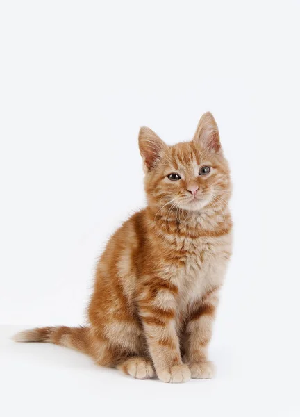 Red Tabby Gato Doméstico Gatito Contra Fondo Blanco — Foto de Stock