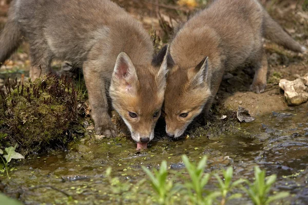 Raposa Vermelha Vulpes Vulpes Cub Bebendo Água Normandia — Fotografia de Stock
