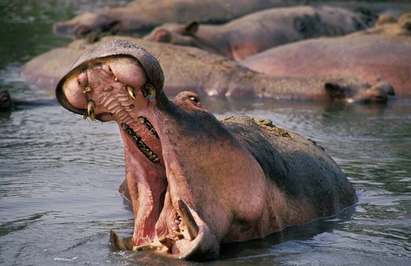 Hippopotamus Víziló Kétéltűek Felnőtt Ásítás Virunga Park Kongóban — Stock Fotó