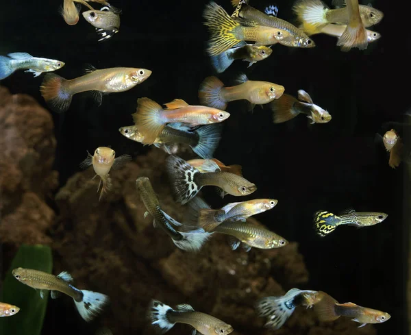 Guppy Poecilia Reticulata Peixes Aquário — Fotografia de Stock