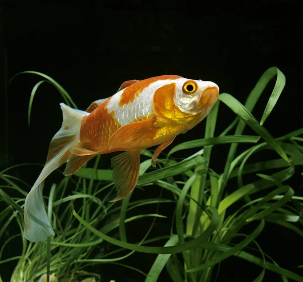 Veiltail Goldfish Carassius Auratus — Stock Photo, Image