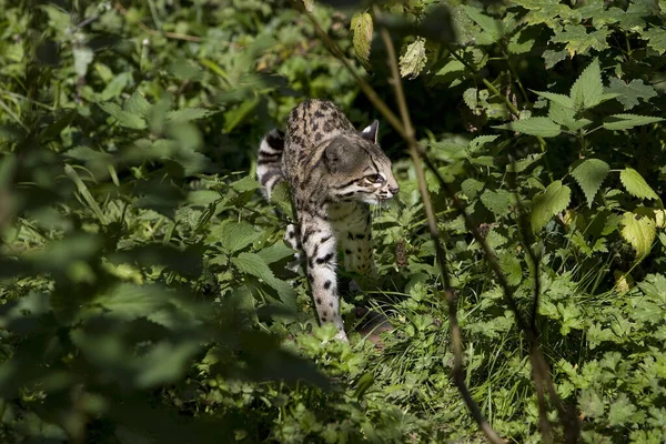 Tygří Kočka Nebo Oncille Leopardus Tigrinus — Stock fotografie