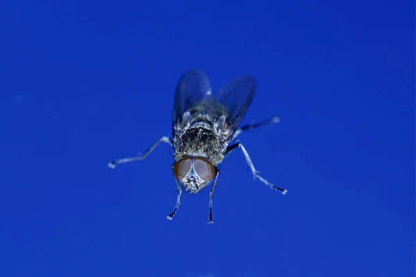 Housefly Musca Domestica Normandy — Stockfoto