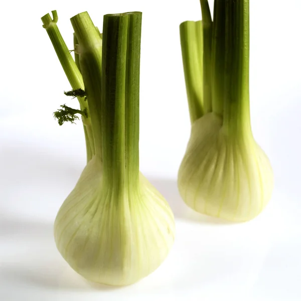 Frischer Fenchel Foeniculum Vulgare Vor Weißem Hintergrund — Stockfoto