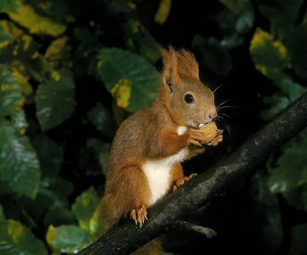 Esquilo Vermelho Sciurus Vulgaris Adulto Branch Comer Noz — Fotografia de Stock