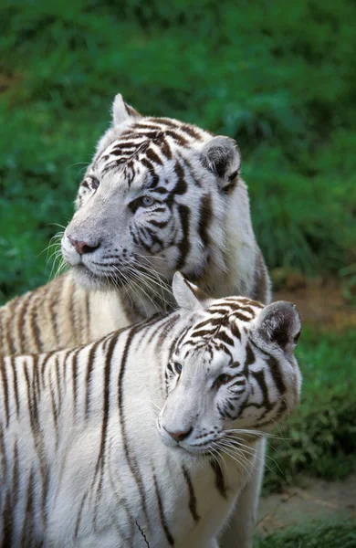 Vit Tiger Panthera Tigris Vuxna — Stockfoto
