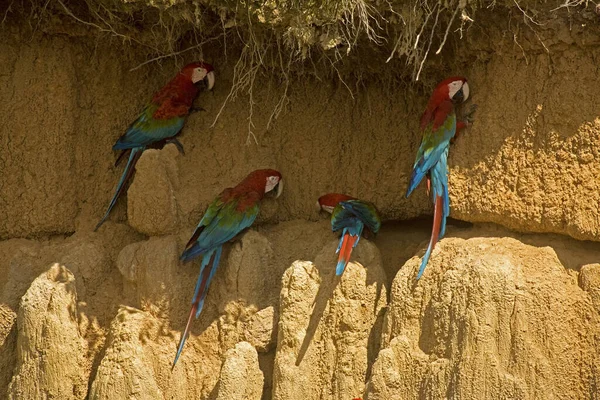 Röd Och Grön Macaw Ara Chloroptera Grupp Äter Clay Cliff — Stockfoto