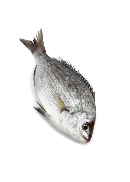 Grå Havsruda Pondyliosoma Cantharus Färsk Fisk Mot Vit Bakgrund — Stockfoto