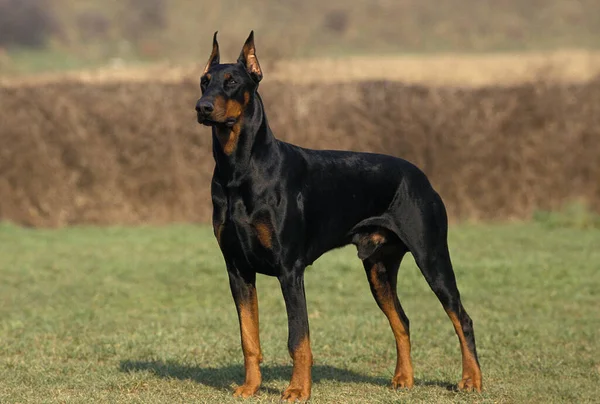 Cão Dobermann Macho Pinscher Dobermann Raça Padrão Velha Com Orelhas — Fotografia de Stock