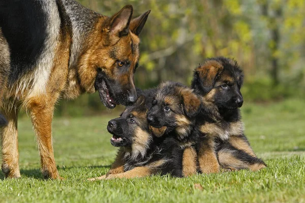 Chien Berger Allemand Mère Avec Marteau Debout Sur Pelouse — Photo