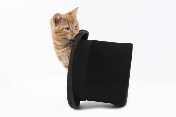 Red Tabby Domestic Cat Kitten Playing Hat White Background — Stock Photo, Image