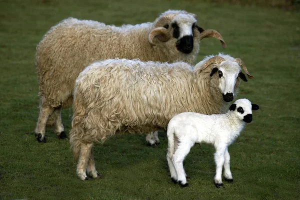 Thones Marthod Domestic Sheep Ram Ewe Lamb — Stock Photo, Image