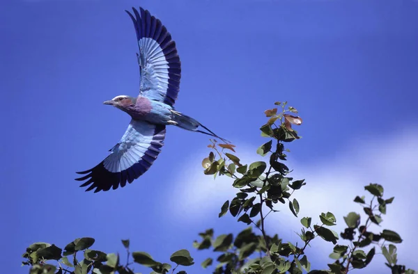 Lilac Breasted Roller Coracias Caudata Vuxen Flight Lyfter Från Bush — Stockfoto