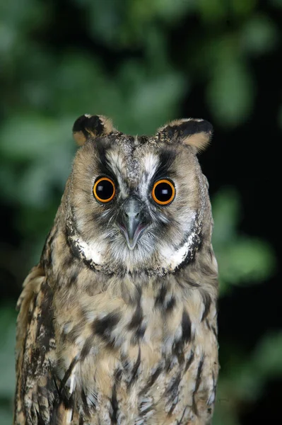 Long Eared Owl Asio Otus Adult Standing Branch Νορμανδία — Φωτογραφία Αρχείου