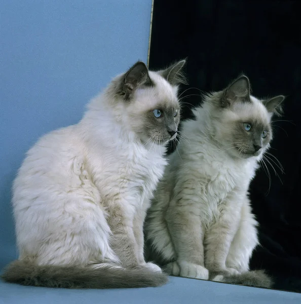 거울을 고양이 — 스톡 사진