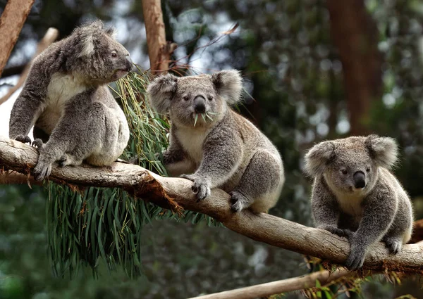Koala Phascolarctos Cinereus Grupa Obradująca Oddziale Australii — Zdjęcie stockowe