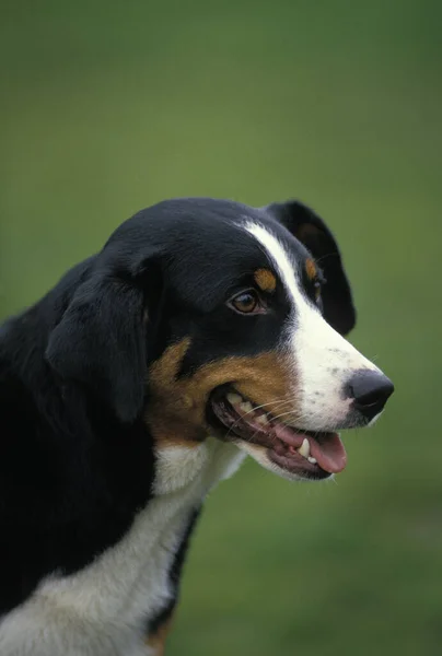 Ritratto Appenzell Mountain Dog — Foto Stock