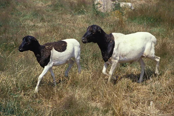 Owce Domowe Somalii Lub Berbera Blackhead — Zdjęcie stockowe