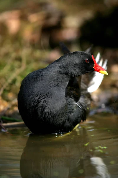 Common Moorhen European Moorhen Gallinula Chloropus Adult Standing Pond Normandy — стокове фото