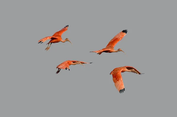 Scarlet Ibis Eudocimus Ruber Group Flight Los Lianos Venezuela — 图库照片