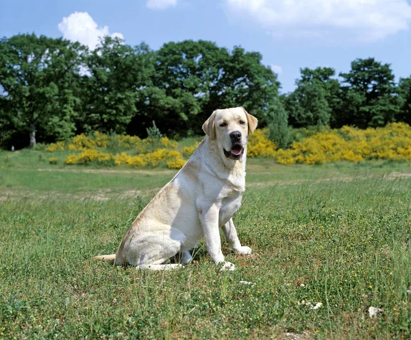 Sarı Labrador Avcı Köpeği Çimlerin Üzerinde Duruyor — Stok fotoğraf