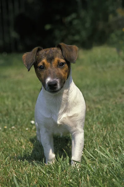 Jack Russell Terrier Pie Césped —  Fotos de Stock