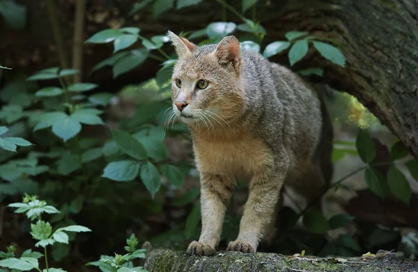 Jungle Cat Felis Chaus Erwachsene — Stockfoto