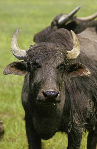 Buffalo Eau Asiatique Bubalus Arnee Adulte — Photo