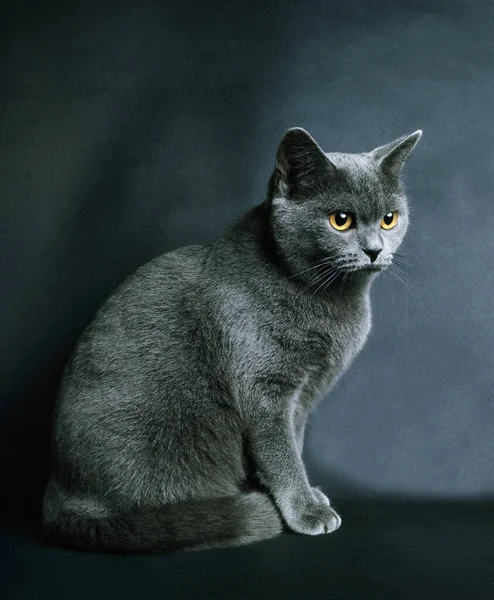 Chartreux Εγχώρια Γάτα Κατά Μαύρο Φόντο — Φωτογραφία Αρχείου